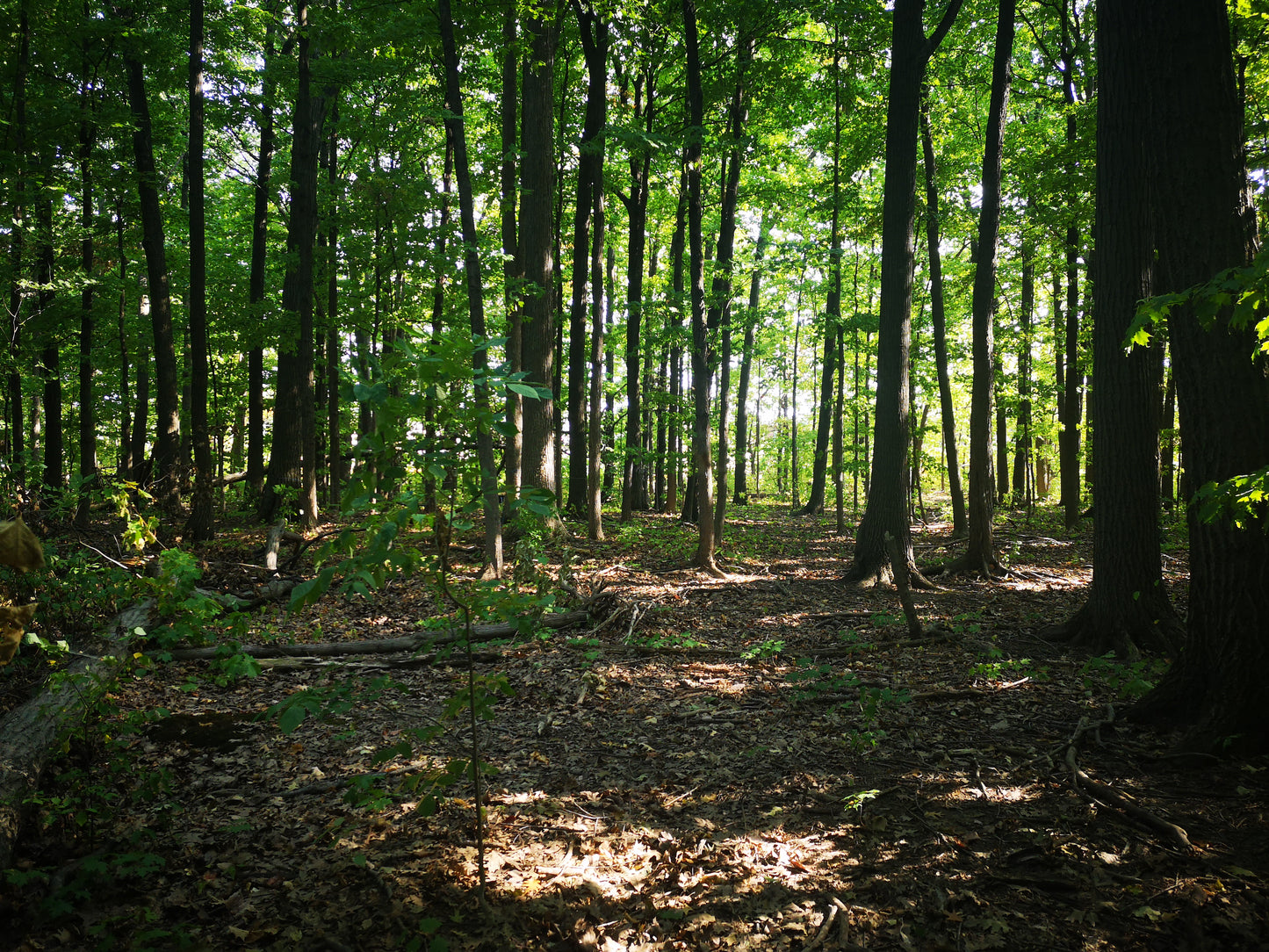 Grove